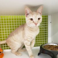 Petco ico
