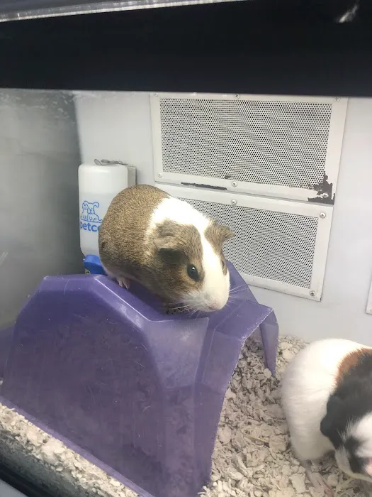 Petco Picture 4