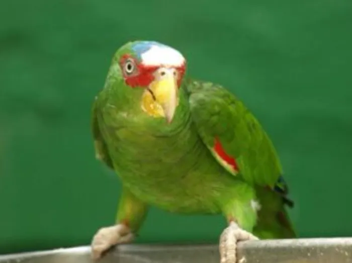 KB EXOTIC BIRDS Picture 2