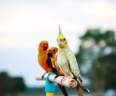KB EXOTIC BIRDS