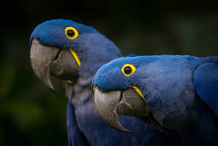 KB EXOTIC BIRDS Picture 5