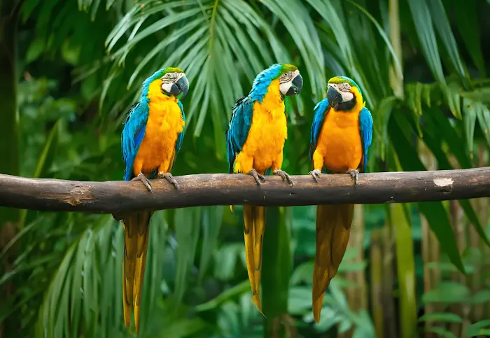 KB EXOTIC BIRDS Picture 4