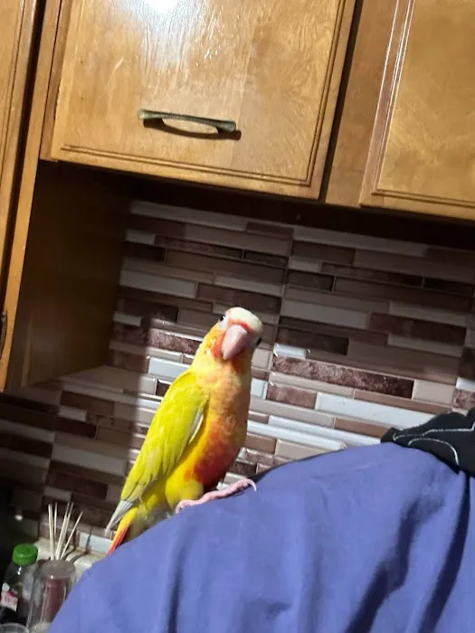 KB EXOTIC BIRDS Picture 8