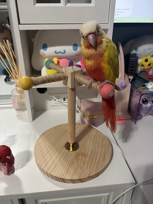 KB EXOTIC BIRDS Picture 7