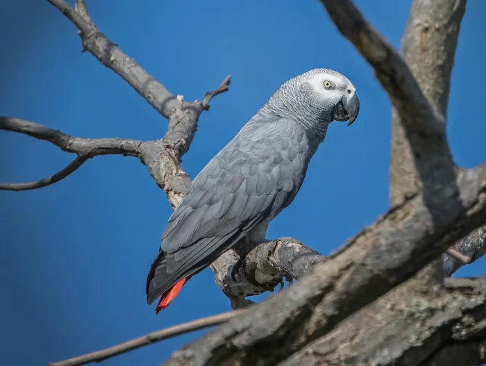KB EXOTIC BIRDS Picture 6
