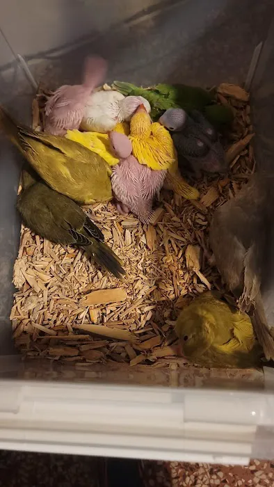 KB EXOTIC BIRDS Picture 10