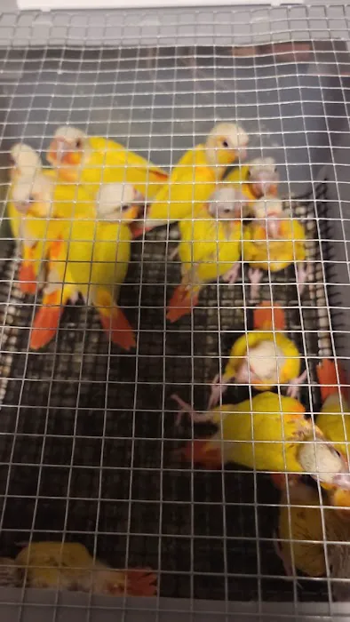 KB EXOTIC BIRDS Picture 9