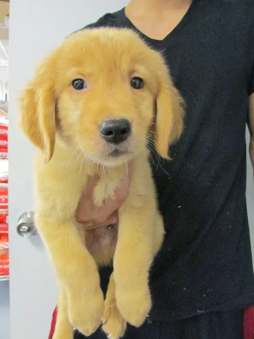 The Perfect Puppy Picture 1