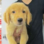 The Perfect Puppy