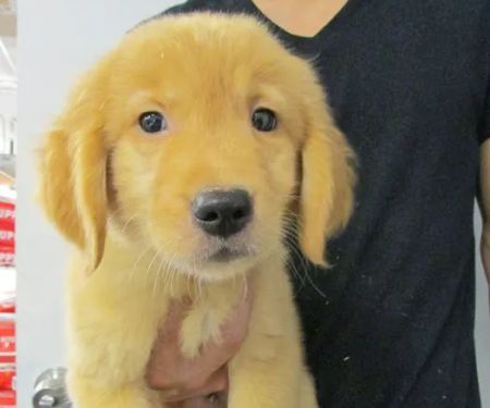 The Perfect Puppy