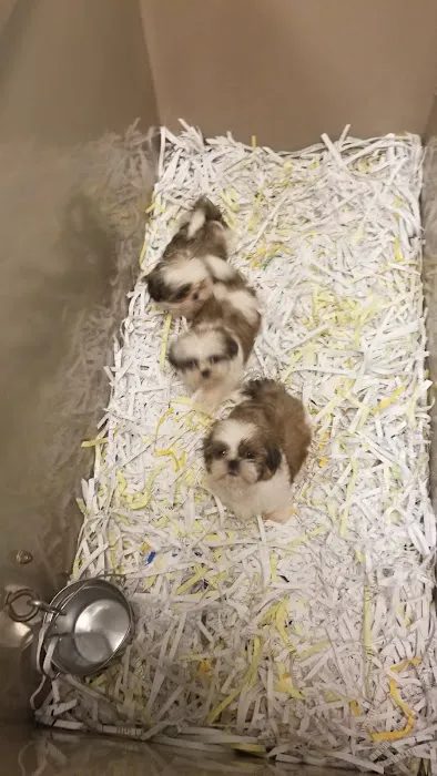The Perfect Puppy Picture 2