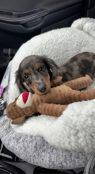 The Perfect Puppy Picture 5