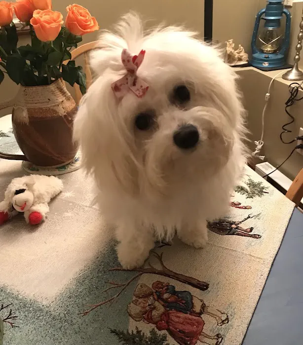 The Perfect Puppy Picture 4
