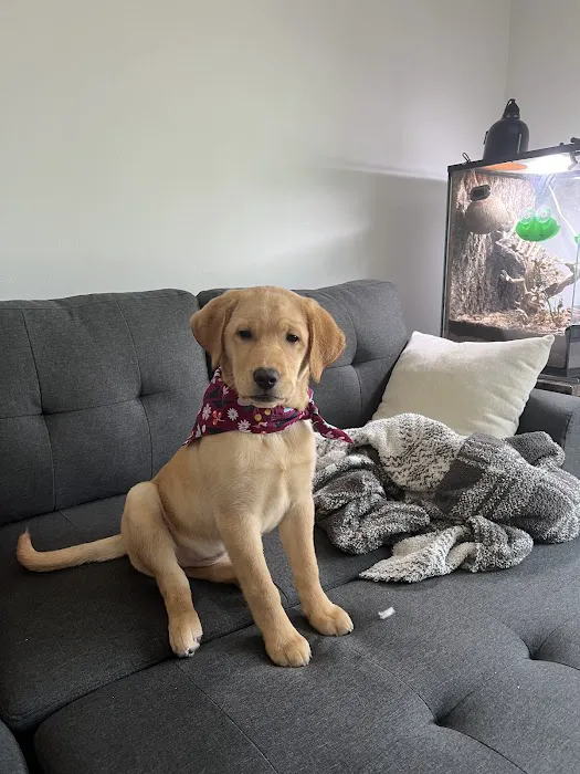 The Perfect Puppy Picture 6