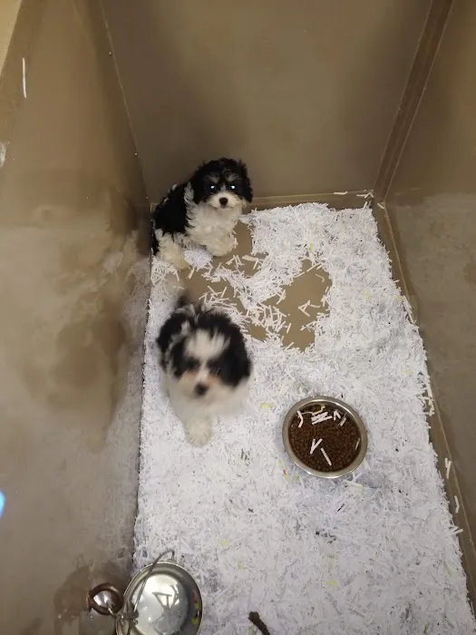The Perfect Puppy Picture 7