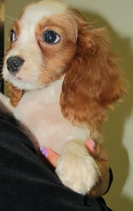 The Perfect Puppy Picture 8