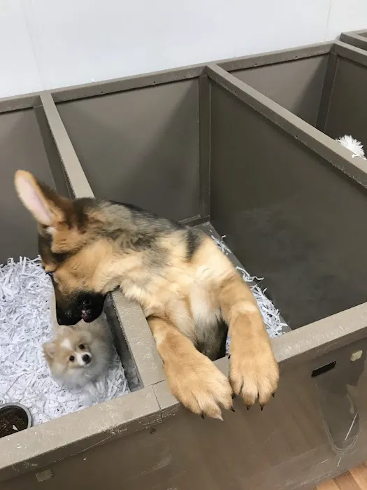 The Perfect Puppy Picture 10