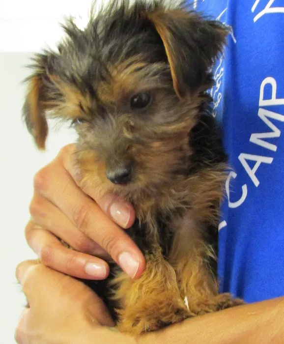 The Perfect Puppy Picture 9