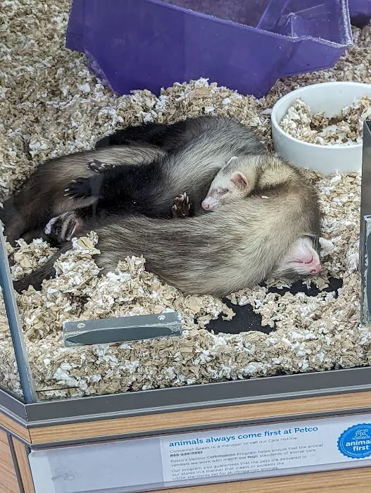 Petco Picture 5