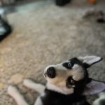 Vetco Vaccination Clinic