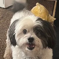 Vetco Total Care Animal Hospital ico