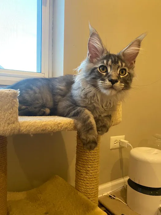 Fluffy and Adorable Corp Boston Picture 1