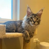 Fluffy and Adorable Corp Boston ico