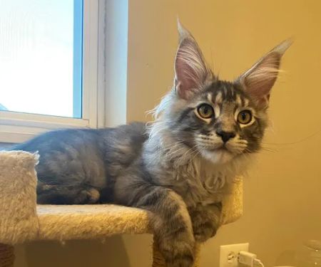 Fluffy and Adorable Corp Boston