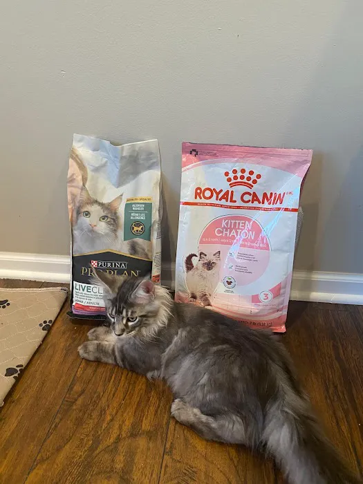 Fluffy and Adorable Corp Boston Picture 2