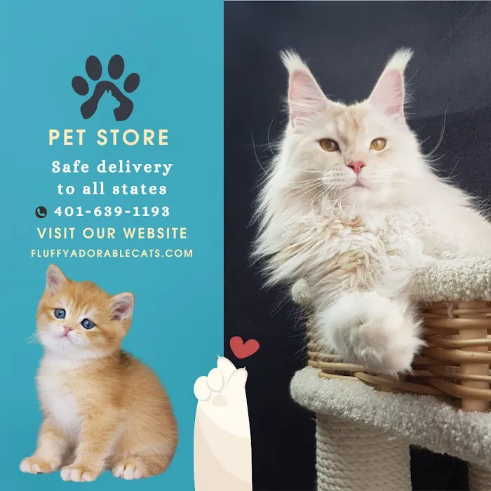 Fluffy and Adorable Corp Boston Picture 6