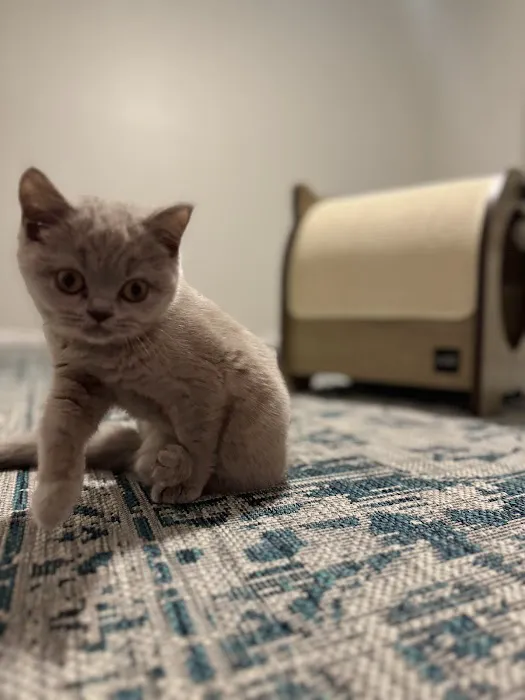 Fluffy and Adorable Corp Boston Picture 4