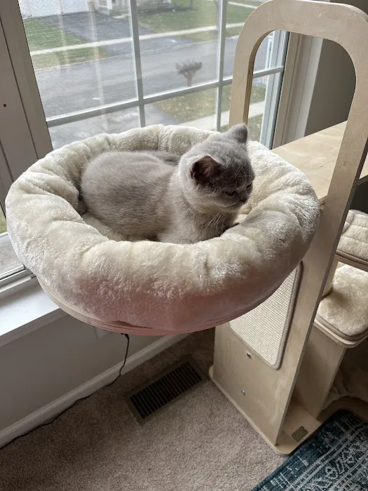 Fluffy and Adorable Corp Boston Picture 5