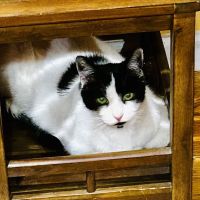 All Saints Animal Hospital ico