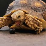 Wild Exotics LLC