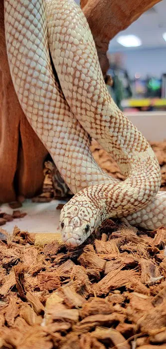 Wild Exotics LLC Picture 5