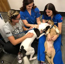 Pleasant Plains Animal Hospital South Picture 1