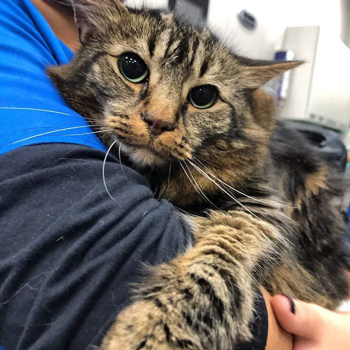 Pleasant Plains Animal Hospital South Picture 8