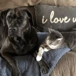 Bliss Haven Animal Clinic