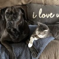 Bliss Haven Animal Clinic ico