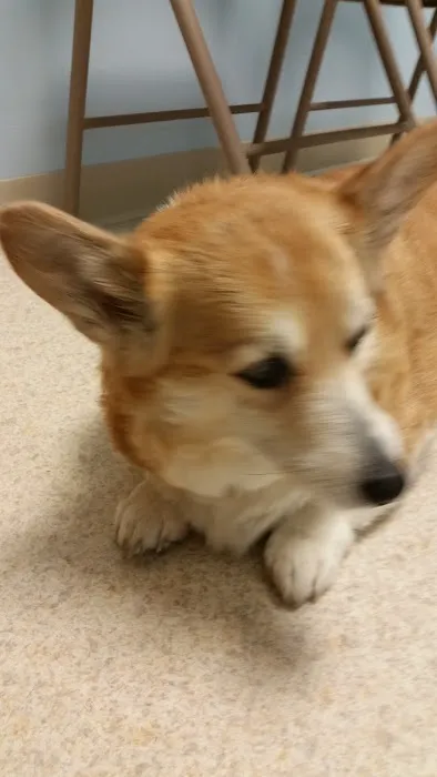 Hamburg Animal Hospital Picture 3