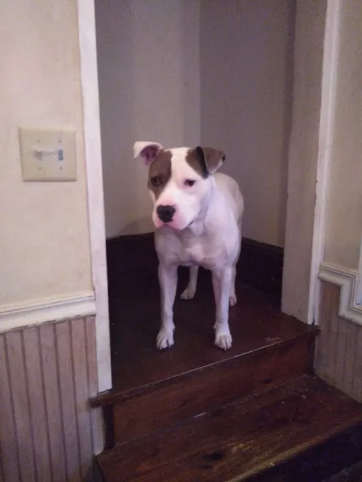 Hamburg Animal Hospital Picture 7