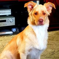 Lehighton Animal Hospital ico