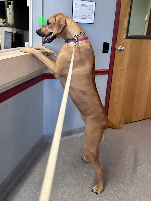 Lehighton Animal Hospital Picture 8