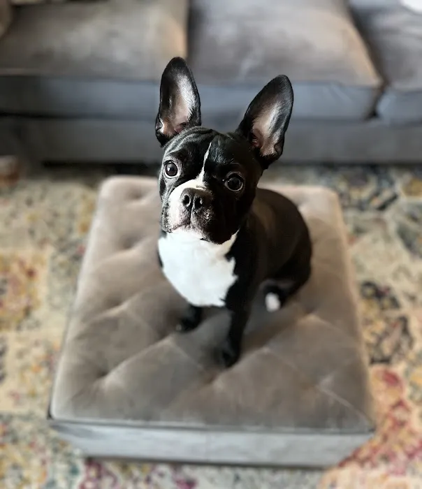 Pet-Go-Round Picture 1
