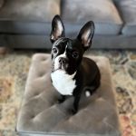 Pet-Go-Round