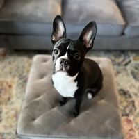 Pet-Go-Round ico