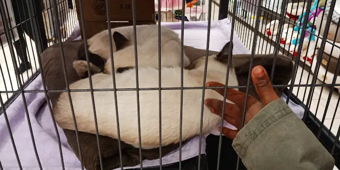 Pet-Go-Round Picture 10