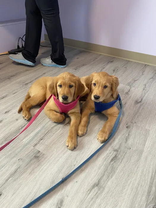 Community Vet Care Picture 1