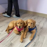 Community Vet Care ico