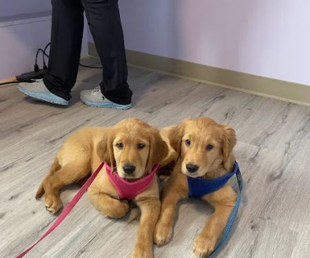 Community Vet Care